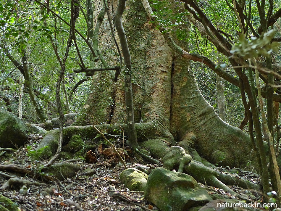 Base of a large Lemonwood in mistbelt forest, KZN, South Africa