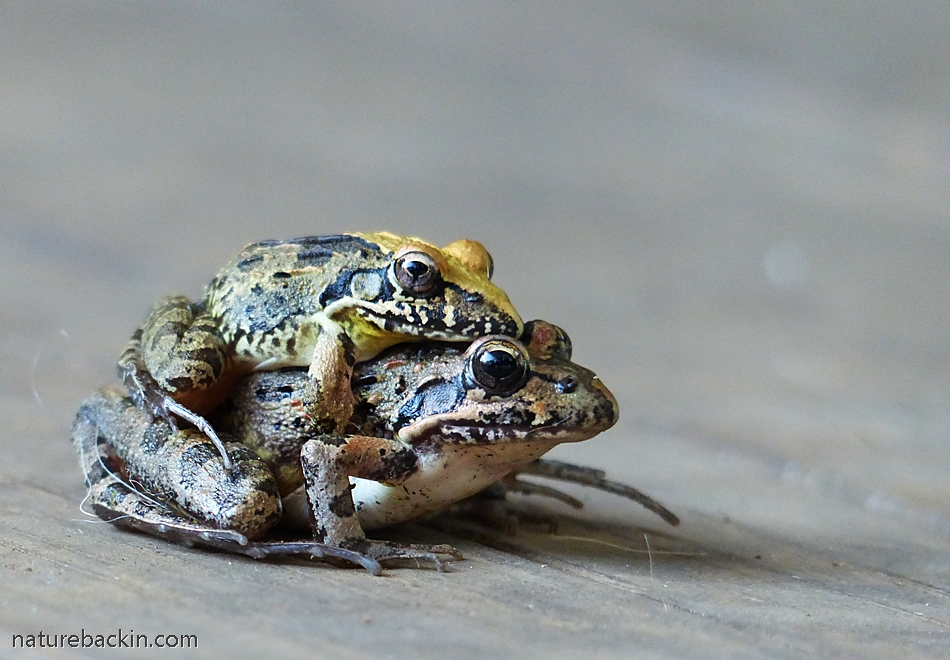 Common River Frogs mating, KwaZulu-Natal