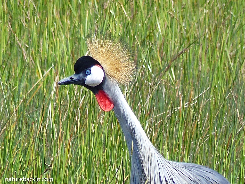 Portrait of a Grey Crowned Crane, and endangered species