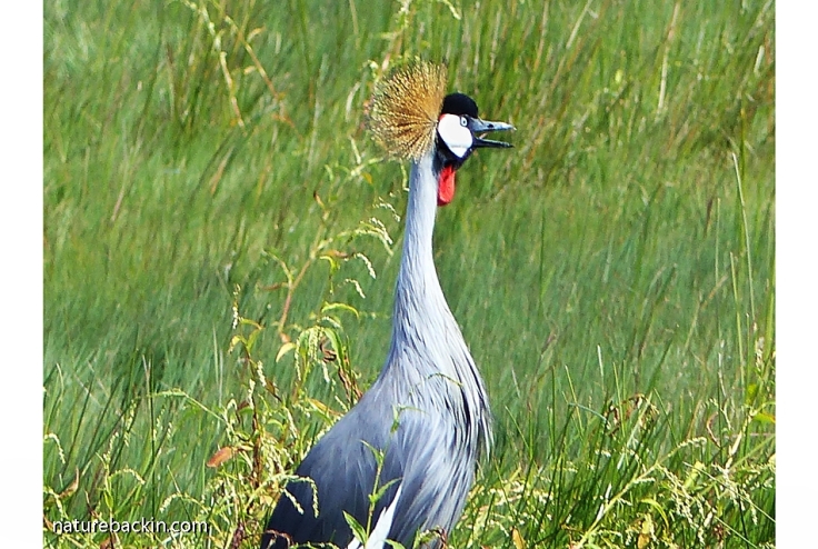 Grey Crowned Crane calling in duet with its mate as part of its courtship display, Karkloof Conservancy, KZN Midlands, South Africa