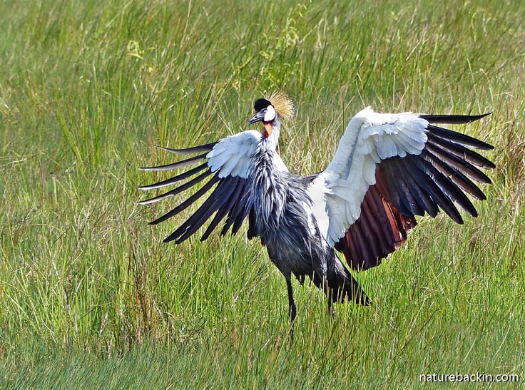 Grey Crowned Crane spreading its wings in courtship display or dance, KZN, South Africa