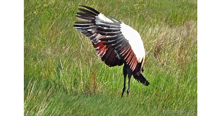 Grey Crowned Crane flapping its wings during courtship display