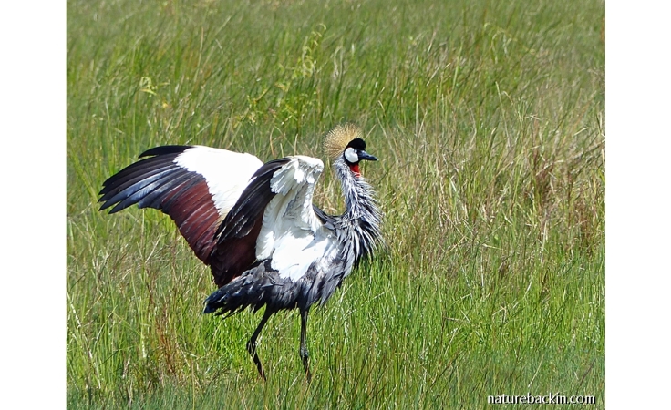 Grey Crowned Crane in courtship dance, South Africa