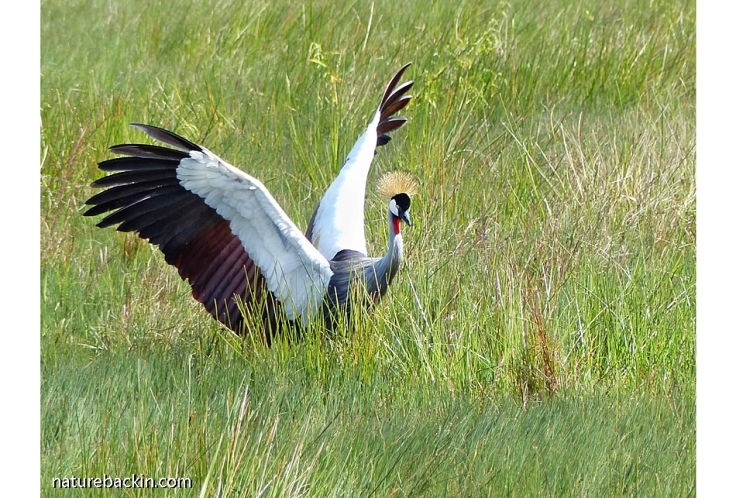 Grey Crowned Crane with wings held high in courtship display, KZN Midlands
