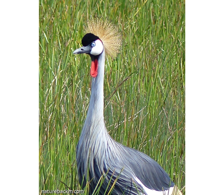 Portrait of a Grey Crowned Crane, South Africa