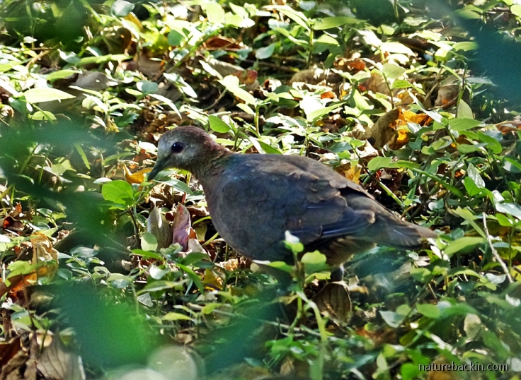 Lemon Dove (Cinnamon Dove) foraging in leaf litter on the forest floor