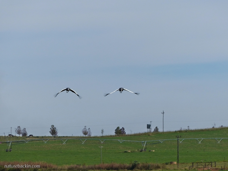Grey Crowned Cranes in flight over farmland in the KZN Midlands