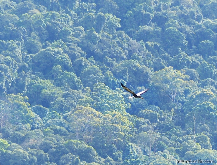Wattled Crane in flight over mistbelt forest, Karkloof Conservancy, KZN Midlands, South Africa