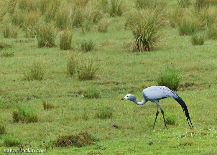 Blue Crane in Eastern Cape, South Africa