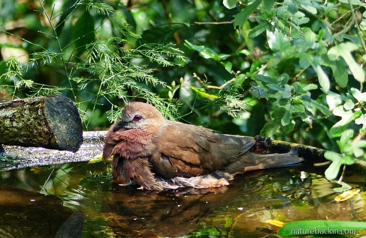 Lemon Dove (Cinnamon Dove) bathing in a garden birdbath, South Africa