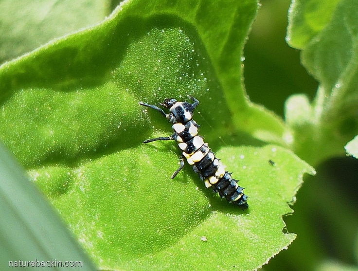 Lunate Cheilomenes larvae in KwaZulu-Natal