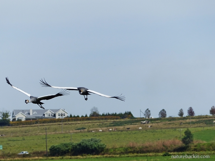 Pair if Grey Crowned Cranes coming into land in a wetland in a farming area in the KZN Midlands