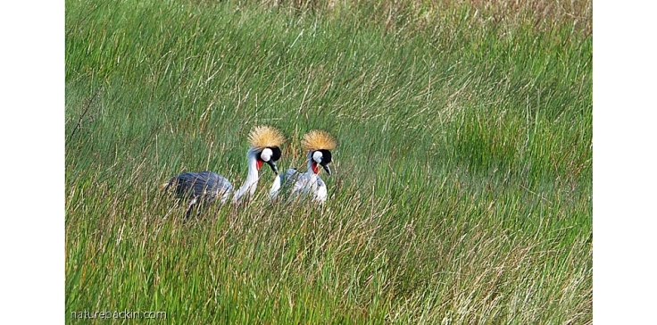 Pair of Grey Crowned Cranes in grassland in Karkloof Conservancy, KZN Midlands