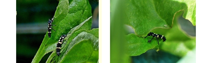 7 Lunate Ladybird Larvae
