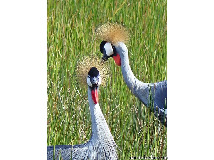A pair of Grey Crowned Cranes, KZN Midlands, South Africa