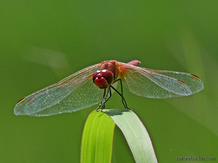 Scarlet dragonfly perching, KwaZulu-Natal