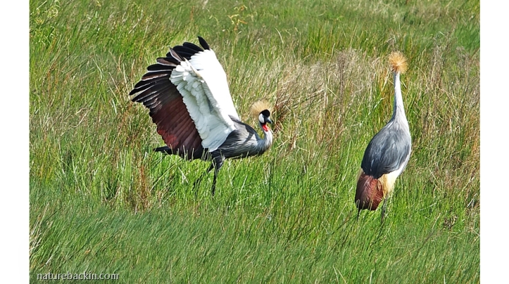 Courtship dance of the Grey Crowned Crane, Karkloof Conservancy, KZN, South Africa