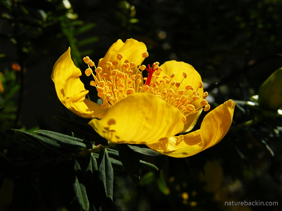 Flower of the Curry Bush (Hypericum revolutum)