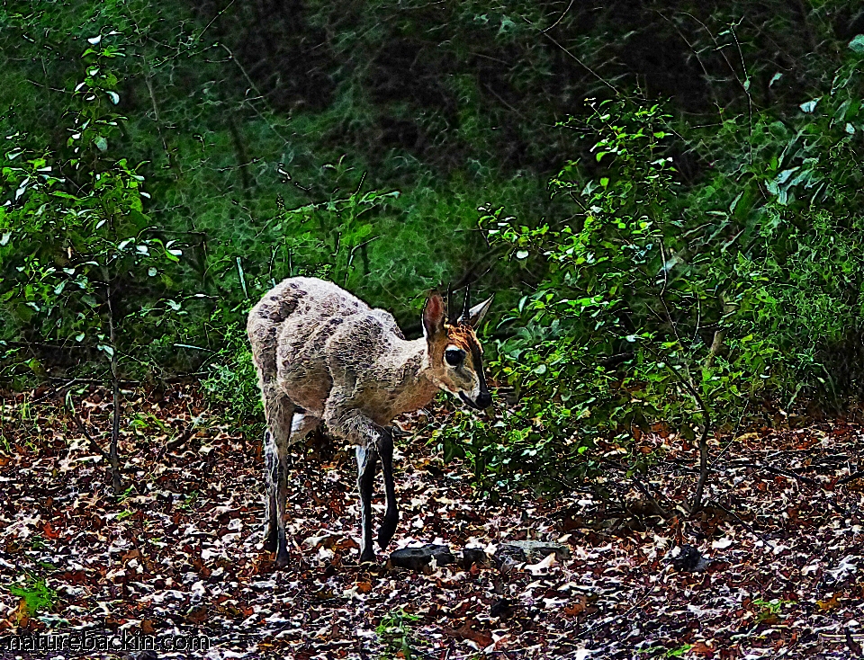 Grey Duiker or Common Duiker foraging on the margins of a mistbelt forest patch in the KwaZulu-Natal Midlands