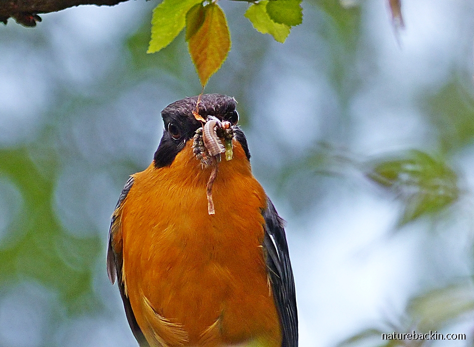 Parent Chorister Robin-chat with prey to feed nestlings.