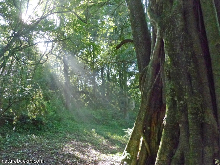 Morning light and old tree in mistbelt forest, KwaZulu Natal Midlands
