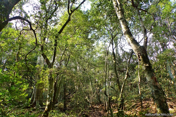 Trees in mistbelt forest, KwaZulu-Natal Midlands