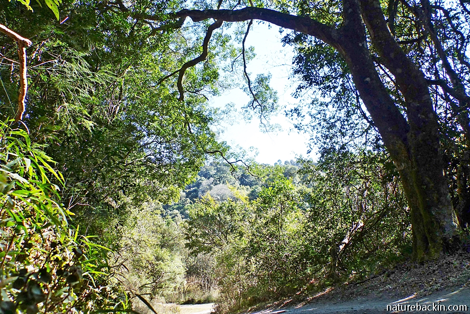 Midlands Forest Mistbelt forests of the KwaZulu-Natal Midlands – letting nature back in