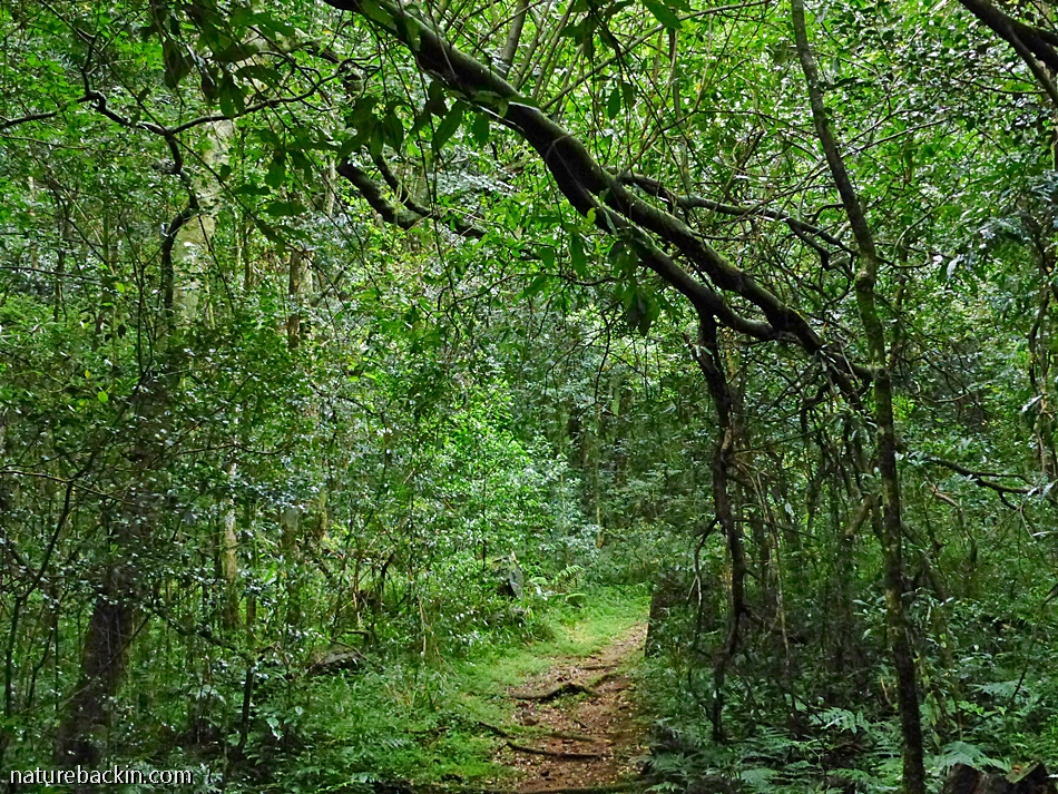 Midlands Forest Mistbelt forests of the KwaZulu-Natal Midlands – letting nature back in
