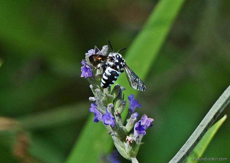 Cuckoo Bee on Lavender flowers, South Africa