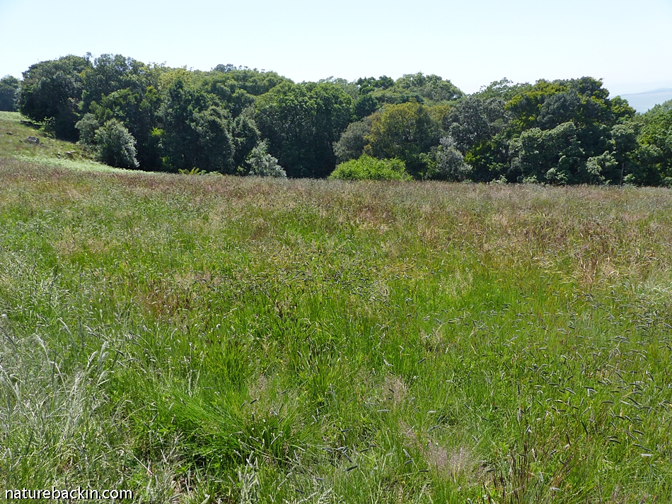Midlands Forest Mistbelt forests of the KwaZulu-Natal Midlands – letting nature back in