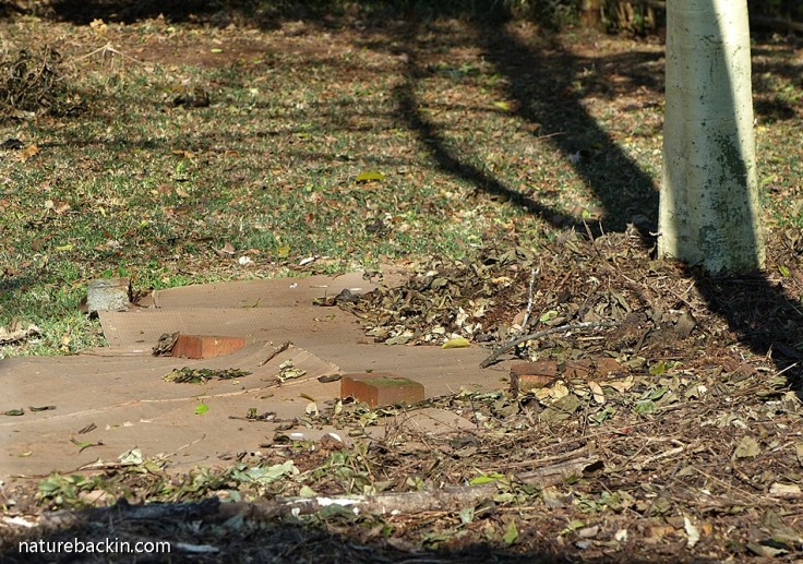 Creating a no-dig flowerbed using layers of newspaper, cardboard and mulch