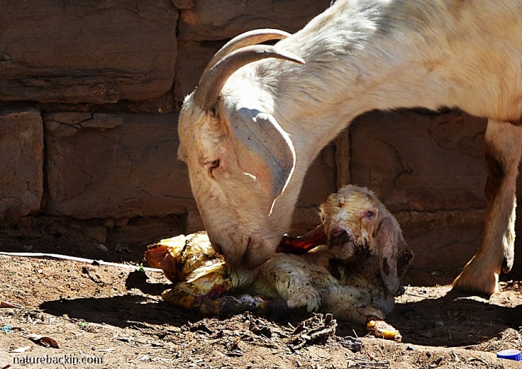 Mother goat with new-born baby, South Africa