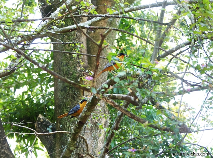 Breeding pair of Chorister Robin-chats in Crossberry Tree