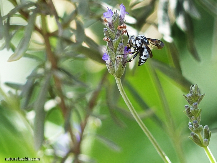 Cuckoo Bee taking nectar from a Lavender flower, South Africa