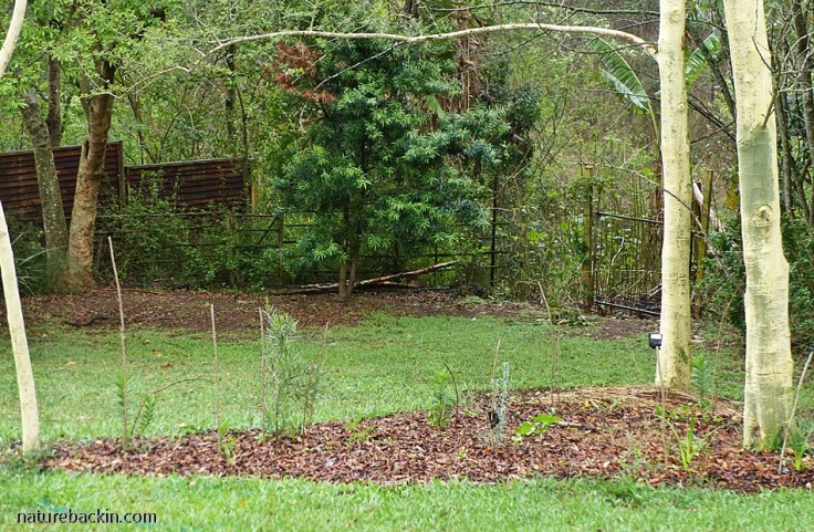 New plants inserted into the layers in a no-dig garden