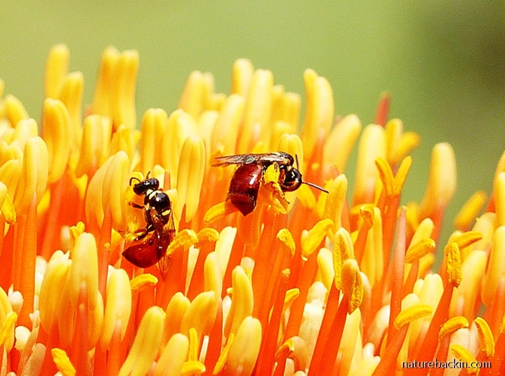 Allodapula variegata bees feeding on a lily flower