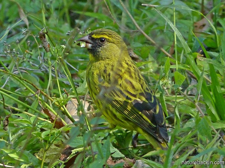 Forest Canary foraging on the ground, KwaZulu-Natal