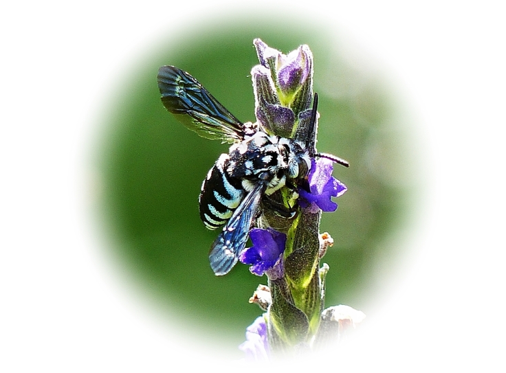 Cuckoo Bee feeding on nectar