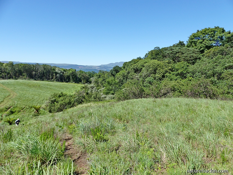 Midlands Forest Mistbelt forests of the KwaZulu-Natal Midlands – letting nature back in