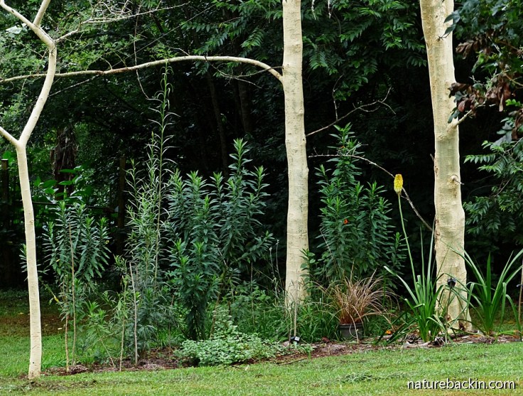 No-dig flowerbed it new plants established