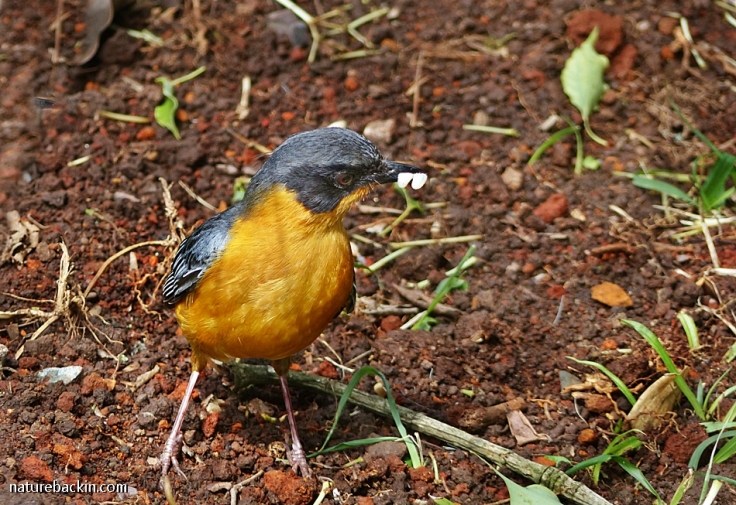 Foraging on the ground, a parent Chorister Robin-chat finding food to feed its young