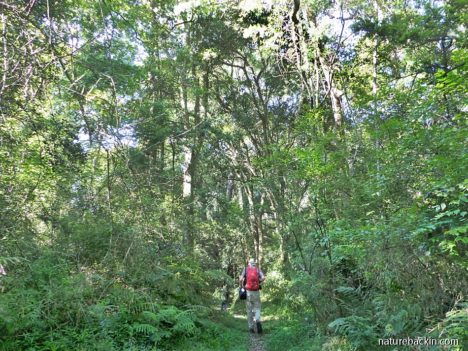 Midlands Forest Mistbelt forests of the KwaZulu-Natal Midlands – letting nature back in