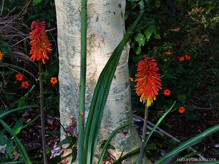 Flowers of the Aloe praecox and the Black-eyed Susan creeper in a suburban garden in KwaZulu-Natal, South Africa