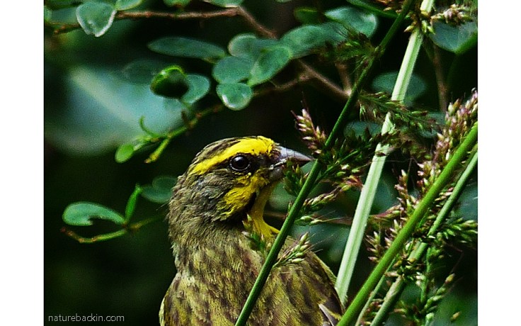 Yellow-fronted Canary eating grass seeds