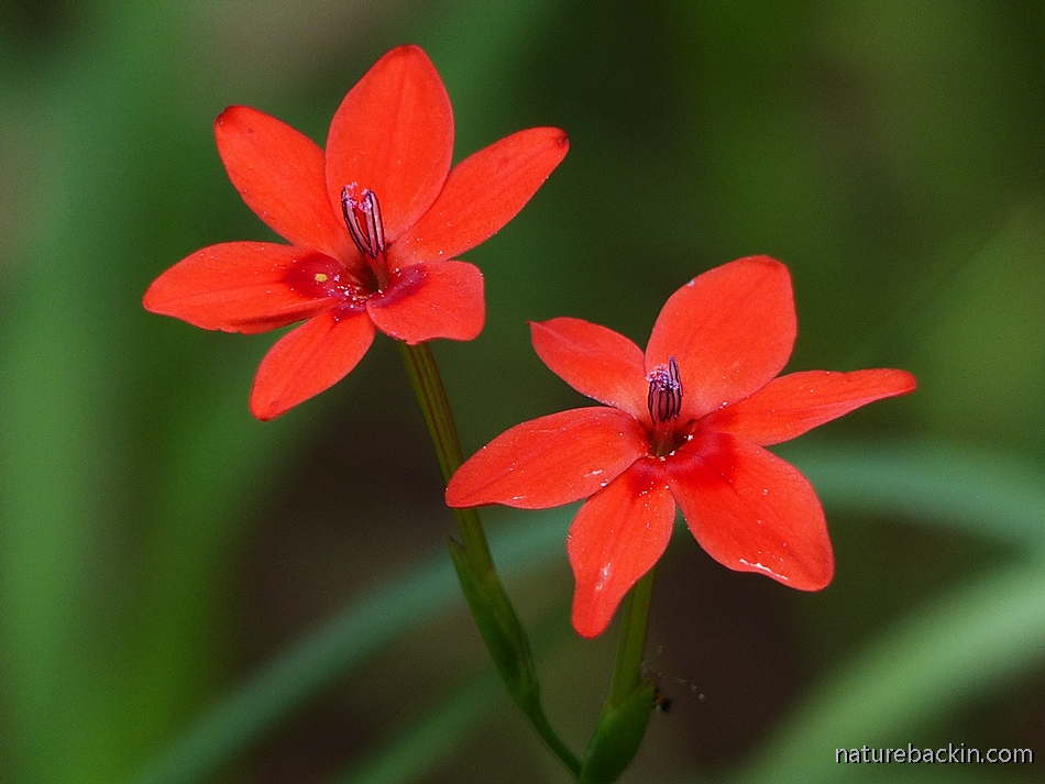 Small Red Iris flowers
