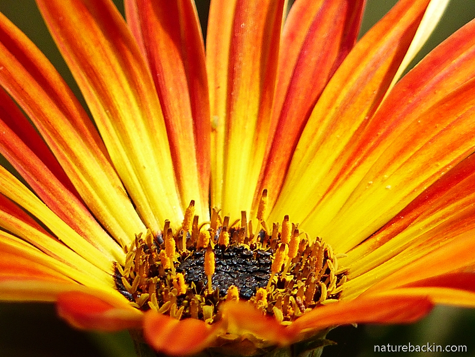 African daisy in closeup