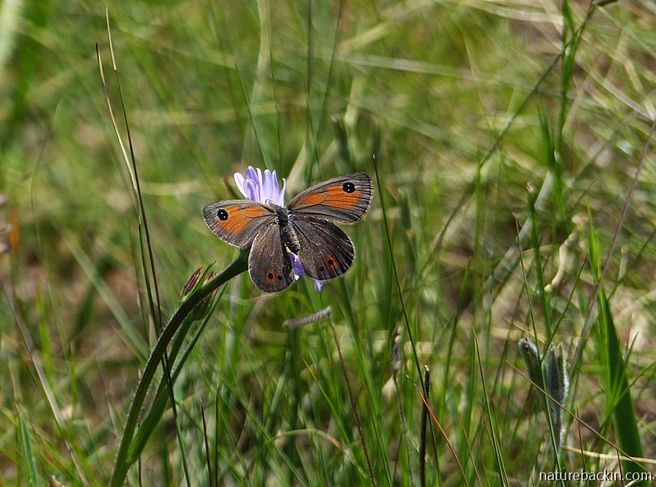 Butterfly in grassland, South Africa