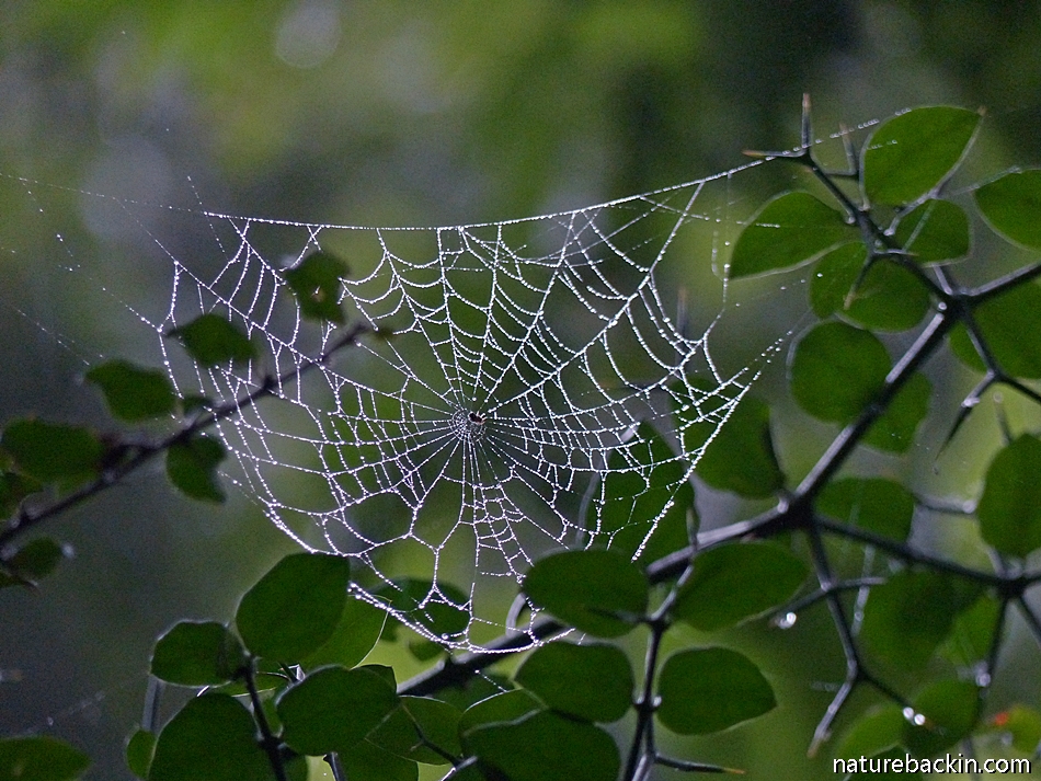 Spider web in forest, KwaZulu-Natal