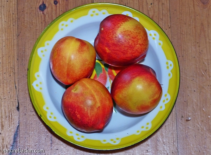 Nectarines in yellow-rimmed dish