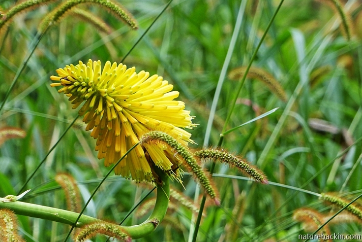 Yellow Kniphofia (Hotpoker) in grassland in suburban garden
